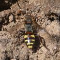 Nomada Leucophthalma.jpg